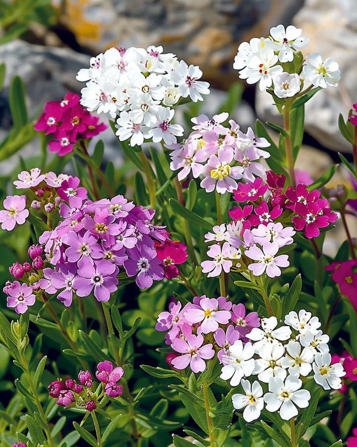Candytuft Mixed frø (Iberis umbellata) – enårig blomsterblanding