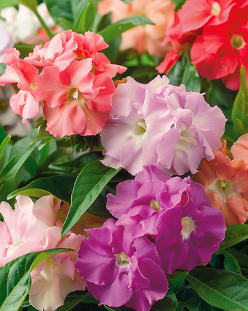 Graines de balsamine Balsam Double Mix (Impatiens balsamina) – fleur annuelle