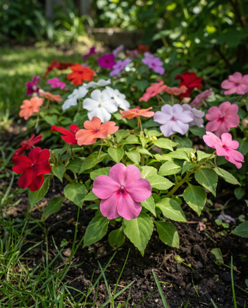 Impatiente Baby Mixed Shade Garden (Impatiens walleriana) – graines de fleurs annuelles de SeedsChoice