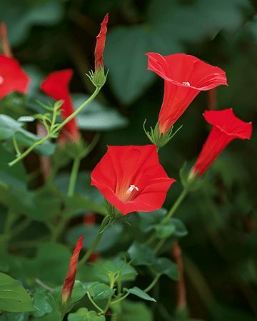 Semi Cardinal Climber Red (Ipomoea quamoclit) – rampicante annuale