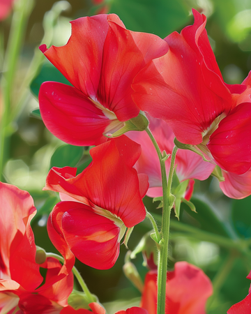 Graines de Sweet Pea Royal Family Red (Lathyrus odoratus) – fleur annuelle