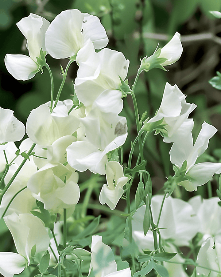 Graines de Sweet Pea Royal Family White (Lathyrus odoratus) – fleur annuelle