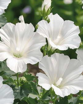 Żrieragħ Malva Mont Blanc Lavatera Trimestris Fjura Annwali