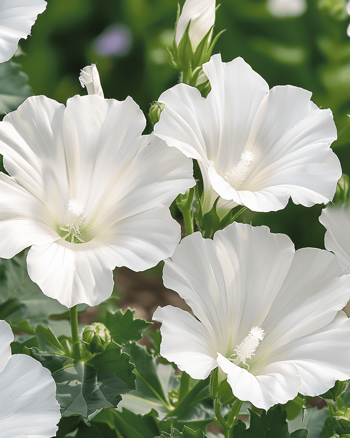 Nasiona malwy Mont Blanc (Lavatera trimestris) – kwiat jednoroczny