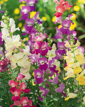 Graines Toad Flax Fairy Bouquet (Linaria maroccana) – mélange annuel