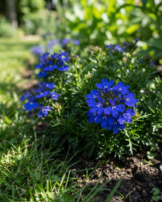 Crystal Palace (Lobelia erinus) – yksivuotiset siemenet SeedsChoice-verkkokaupasta