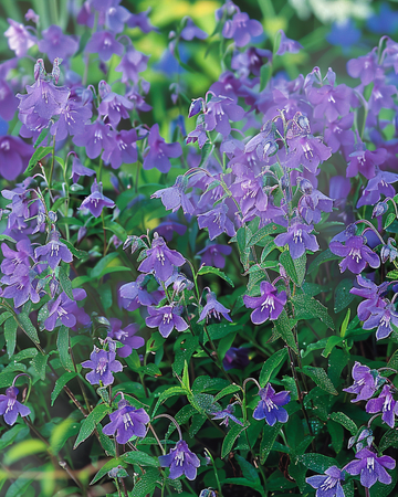 Trailing Sapphire siemenet (Lobelia erinus) – yksivuotinen