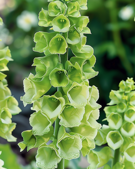 Żerriegħa Bells Of Ireland Moluccella Laevis Fjura Annwali għall-Qtugħ