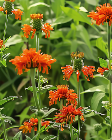 Semi di Lion's Ear (Leonotis nepetifolia) – fiore annuale
