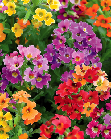 Carnival Mixed frön (Nemesia strumosa) – ettårig blandning