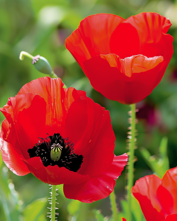 Tulpen-Mohn Samen (Papaver glaucum) – einjährige Blume