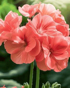 Żerriegħa tal-Geranium Chérie F1 Pelargonium Zonale Annwali