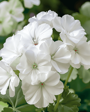 Żrieragħ Geranium Apollo F1 White (Pelargonium zonale) – annwali