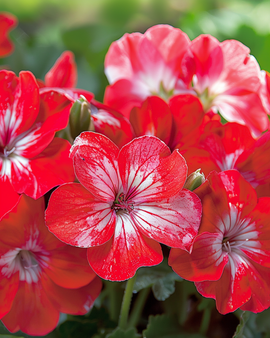 Żerriegħa tal-Geranium Bright Eyes F1 Pelargonium Zonale Annwali