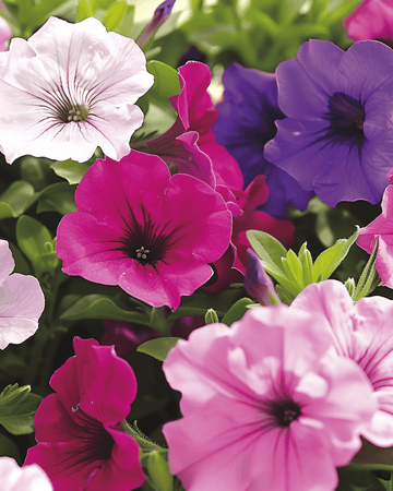 Sementes de Mistura Anã Compacta (Petunia hybrida) – flor anual