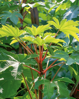 Żrieragħ tal-Fjuri Annwali Wonderboom Ricinus Annwali 250 Ċm