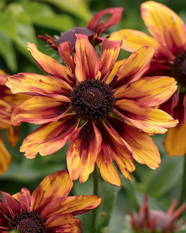 Solhat Sahara frø Rudbeckia hirta etårig snittblomst