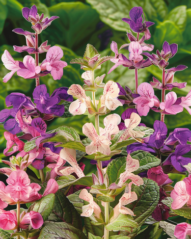 Graines de sauge annuelle Clary Cut Mix (Salvia horminum) – fleur annuelle