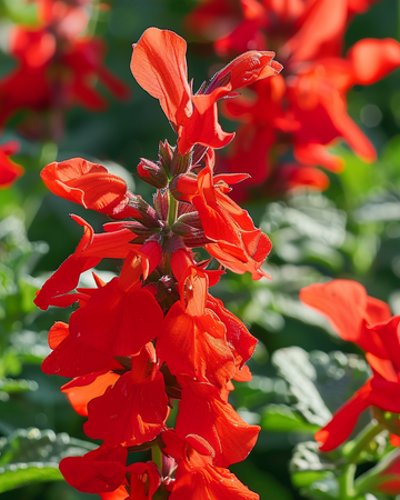 Żrieragħ St. John's Fire (Salvia splendens) – fjura annwali