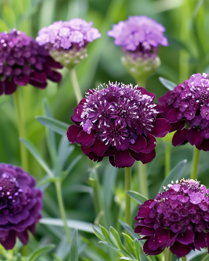 Frø til Deep Purple Pincushion (Scabiosa atropurpurea) – enårig blomst