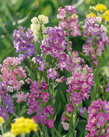Merilaventelin siemenet Pacific (Limonium sinuatum) – yksivuotinen