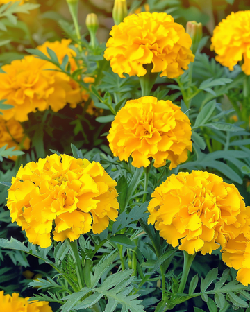 Graines d'œillet d'Inde Petite Yellow (Tagetes patula) – fleur annuelle