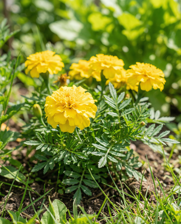 Œillet d'Inde Petite Yellow (Tagetes patula) – graines de fleurs annuelles de SeedsChoice