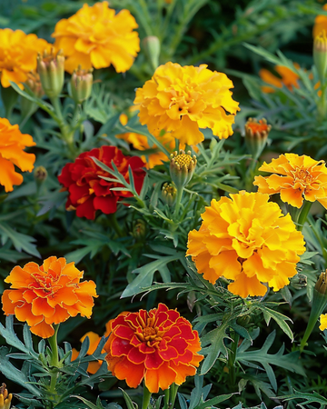 Żerriegħa ta' French Marigold Bonita Mix (Tagetes patula) – fjura annwali