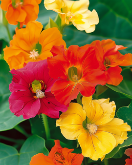 Żrieragħ Nasturtium Glorious Gleam Tropaeolum majus Annwali