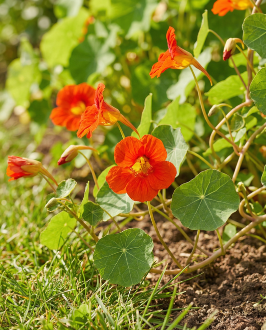Nastúrcio Scarlet Gleam (Tropaeolum majus) – sementes de flor anual da SeedsChoice