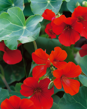 Graines de capucine Empress Of India (Tropaeolum majus) – annuelle