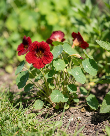 Capucine Empress Of India (Tropaeolum majus) – graines annuelles de SeedsChoice