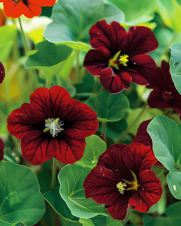 Graines de capucine Black Velvet (Tropaeolum majus) – fleur annuelle