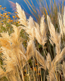 Ornamental Grass Seeds Annual Mix 40 To 80 Cm