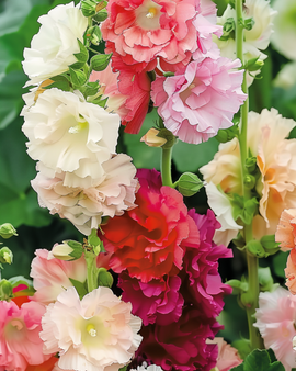 Stokrosefrø Alcea rosea Chater Double Mixed toårig