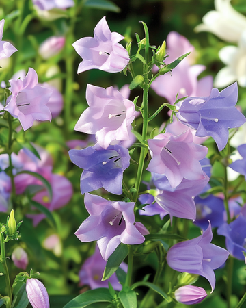 Semillas de campanillas de Canterbury (Campanula medium) – mezcla bienal