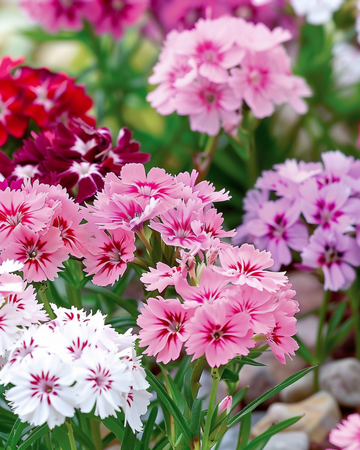 Żrieragħ Sweet William Dwarf Mixed (Dianthus barbatus) – fjura biennali