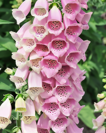 Żrieragħ Apricot Beauty (Digitalis purpurea) – fjura biennali