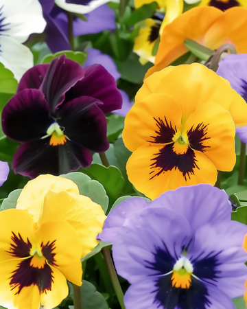 Pensée Swiss Giants Mixed graines (Viola wittrockiana) – fleur bisannuelle