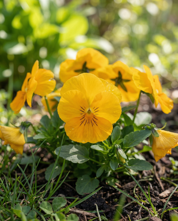 Pensée Coronation Gold (Viola wittrockiana) – graines de fleurs bisannuelles de SeedsChoice