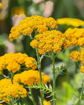 Żerriegħa ta' Achillea — Achillea Filipendulina Perenni Cloth Of Gold
