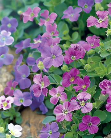 Rock Cress Purple Mix -siemenet (Aubrieta hybrida) – monivuotinen