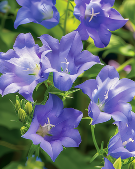 Żrieragħ tal-Campanula Carpatica – fjuri blu perenni