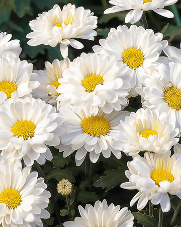 Semi di margherita di Shasta Silver Princess White (Chrysanthemum maximum) – perenne