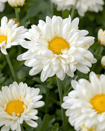 Sementes de Margarida Shasta May Queen White (Leucanthemum × superbum) – perene