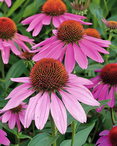 Roter Sonnenhut Samen (Echinacea purpurea) – mehrjährige Blume