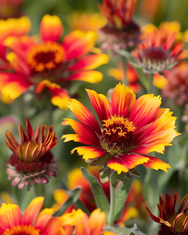 Frø til kokardeblomst Gaillardia aristata flerårig