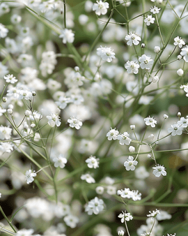 Żerriegħat ta' Gypsophila Gypsophila Paniculata Perenni Abjad b'Fjura Waħda