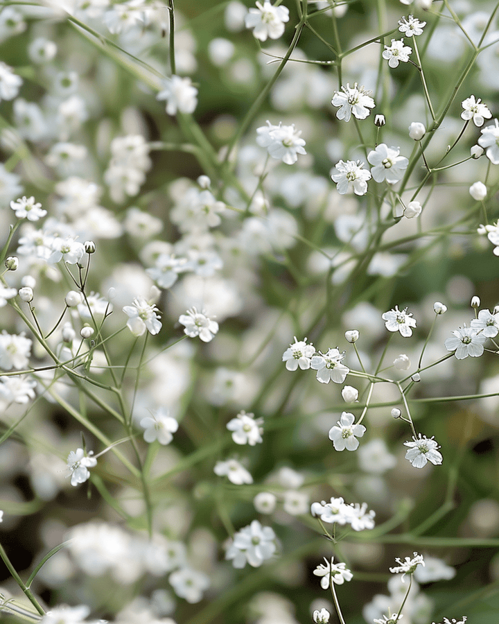 Sementes White Single Flowered (Gypsophila paniculata) – flor perene