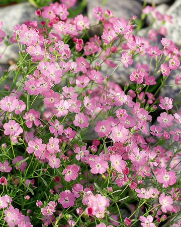 Żerriegħa rampikanti (Gypsophila repens) – perenni